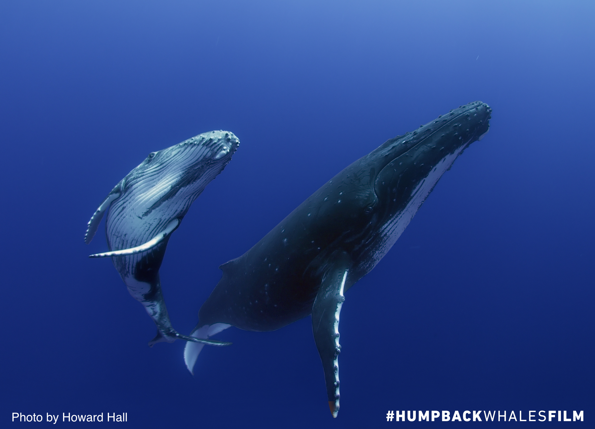 gray hair herbal remedy