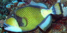 Blue Zoo: Titan Triggerfish