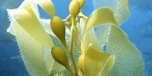 Celebrate KelpFest & Earth Day on April 20
