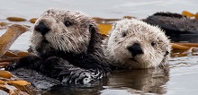 Blue Zoo: Sea Otter