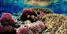 Blue Zoo: Stony Corals
