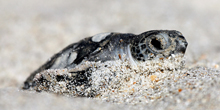 From Turtle Harvest to Turtle Home