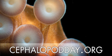 Cephalopod Awareness Days, Oct. 8-12