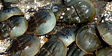 Blue Zoo: Horseshoe Crab