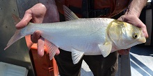Invasive species that are good to eat