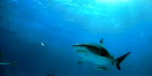 The Reel: Be Afraid…For Sharks