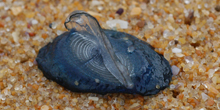 Blue Zoo: Velella