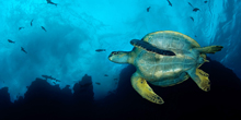 Scientists and Scuba Divers Work together to Save Cocos Island’s Spectacular Marine Life