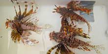 Scourge of the Lionfish, Part I