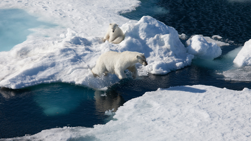 Disappearing Sea Ice
