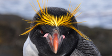 Blue Zoo: Macaroni Penguin