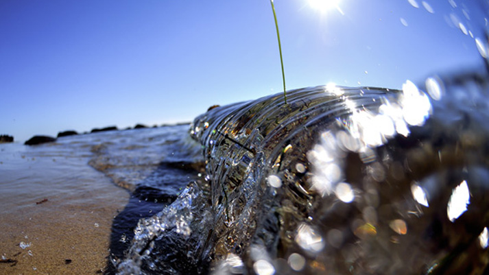 Fisheye: A Stand of Seagrass