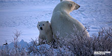 Arctic Contest Winners