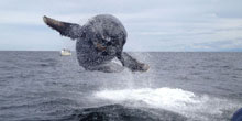 Ocean Wins: Whale Safety, a Shark Finning Ban, and Stealing Someone Else’s Lunch