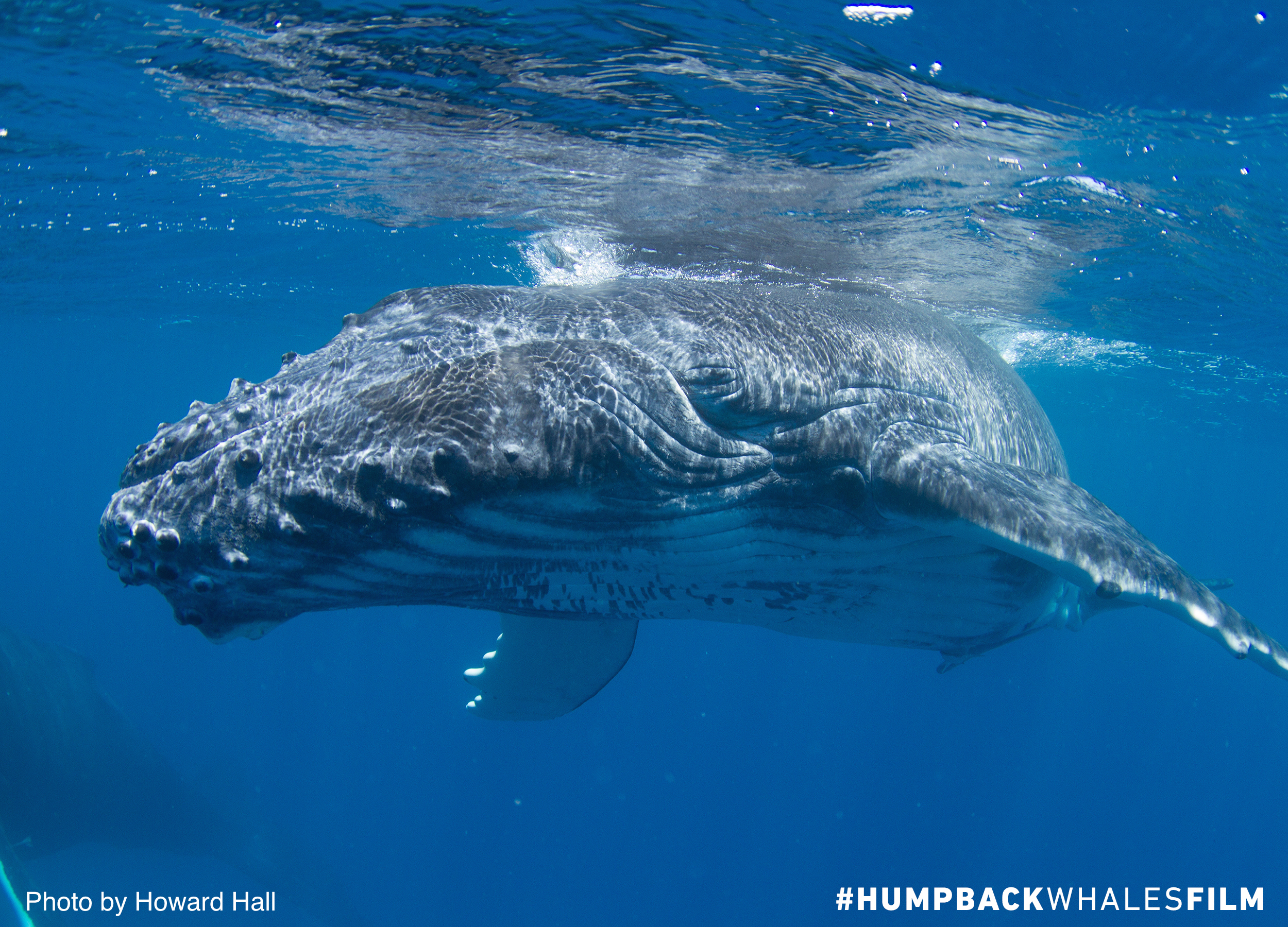 Do humpback whales have teeth?