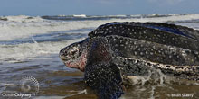 Leatherback Turtle Saved Near Cape Cod