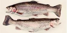 “Eat Local Fish Day” to Highlight Ocean’s Unsung Heroes