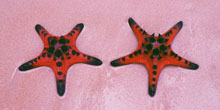 Blue Zoo: Chocolate Chip Sea Star