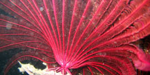 Blue Zoo: Crinoids