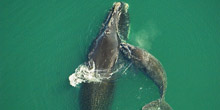 North Atlantic Right Whale Mysteries
