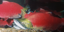 Ocean STEMulation: Salmon navigation