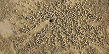 Blue Zoo: Sand Bubbler Crab