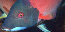 Blue Zoo: California Sheephead
