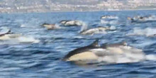 Superpod of Dolphins off Dana Point, California
