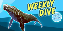 The Weekly Dive Vol. 47