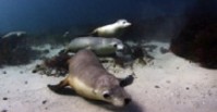 Blue Zoo: Australian Sea Lion