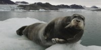 Blue Zoo: Bearded Seal