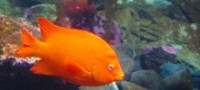 Blue Zoo: Garibaldi