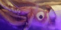 Blue Zoo: Giant Squid