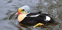 Blue Zoo: King Eider