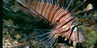 Blue Zoo: Lionfish