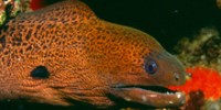 Blue Zoo: Moray Eel