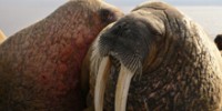 Blue Zoo: Walrus