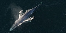 Blue Zoo: Blue Whale