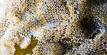 Blue Zoo: Bryozoans
