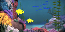 The Reel: Coral Reef Connectivity