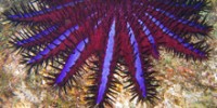 Coral Kindergarten