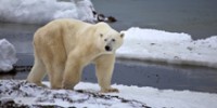 Despite New Report, Polar Bears Are Still Threatened