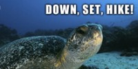 Down, Set, Hike!