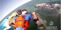 Friendlies: the Gray Whales of San Ignacio Lagoon