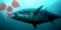 Knocking on Heaven’s Shore; Bluefin Tuna Carrying Safe Fukushima Nuclear Radiation