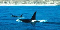 Marine National Parks: A Closer Look