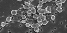 Scientists Unravel the Ocean Methane Mystery
