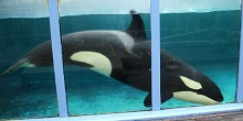 A Whale Entangled In A Legal Battle