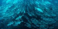 Ocean STEMulation: Robofish