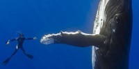 Ocean Wins: Plastic Bags, Bottles and Shark Finning Banned